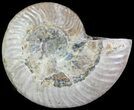 Silver Iridescent Ammonite - Madagascar #61500-1